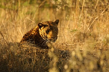 The African leopard (Panthera pardus pardus) in the dry grass. Leopard portrait in the morning sun.