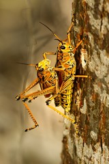 Two Florida's Giant Orange Grasshopper (Romalea guttata) on the tree.