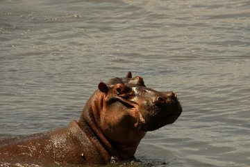 The common hippopotamus (Hippopotamus amphibius) scared in the river.