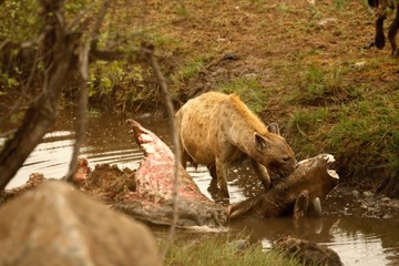 The spotted hyena (Crocuta crocuta) (laughing hyena) after hunt. Spotted hyena eating the wildebeest in the river.