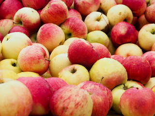 Ripe Apple fruit, fruit full of vitamins, healthy food.
