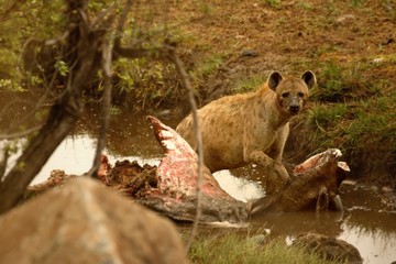 The spotted hyena (Crocuta crocuta) (laughing hyena) after hunt. Spotted hyena eating the wildebeest in the river.