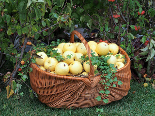 Apples-large, ripe fruit, wet after the rain in a wicker basket. An elaborate dummy. 