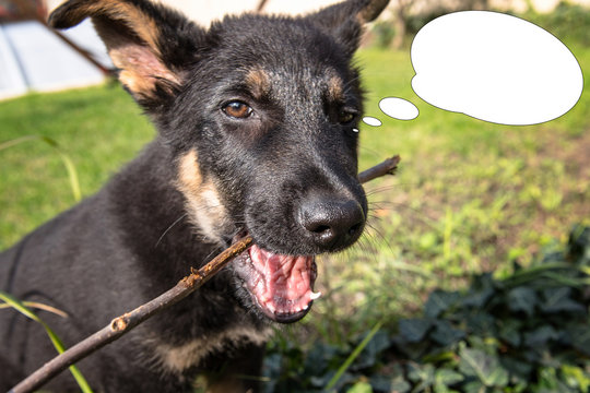 Funny picture with bubble idea face of small puppy of german shepherd bite a branch.