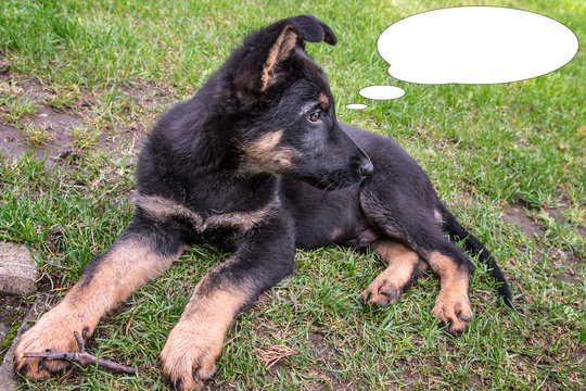 Funny picture with bubble idea face of small puppy of german shepherd.
