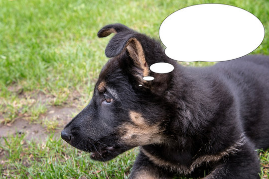 Funny picture with bubble idea face of small puppy of german shepherd.