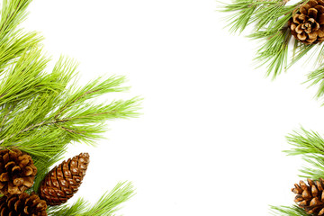 Christmas background. Pine cone and branches.