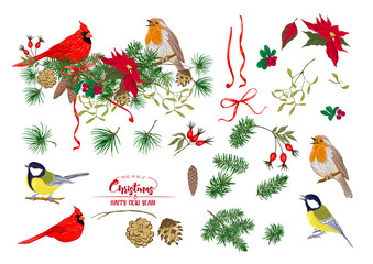 Tit bird, Robin bird, Cardinal bird, Christmas wreath of spruce, pine, poinsettia, dog rose, fir. Set of elements for design Colored vector illustration. Isolated on white background. .