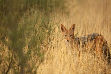 Black-backed jackal (Canis mesomelas) staying hidden in dry high grass. Awaiting for hunt.