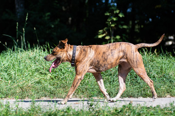 Jogging dog on the path in summer outdoor