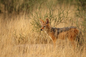 Black-backed jackal (Canis mesomelas) staying hidden in dry high grass. Awaiting for hunt.