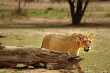 Lioness (Panthera leo) walking in Kalahari desert in front of an old trunk and looking for the rest of her pride. Grass and trees in background.