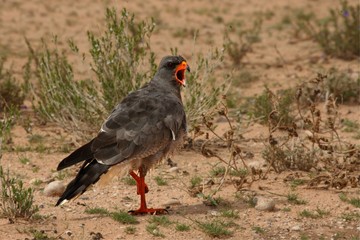 The goshawk (Melierax canorus) standing on the red hot sand in Kalahari desert. Open bill. 