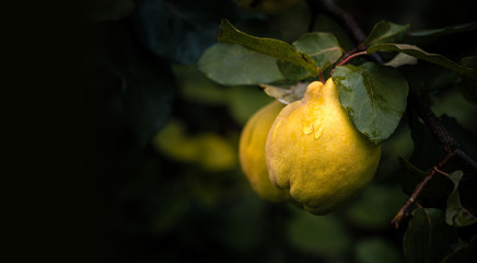Ripe yellow quince fruits with rain drops grow on quince tree with green foliage at summer garden on dark background with copy space.