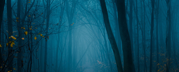 Obraz premium Dark autumn forest in blue tones. Wide angle horizontal shot of mysterious forest with rare yellow leaves.