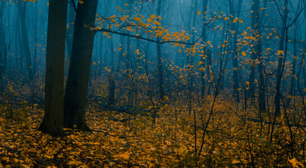 Beautiful autumn foggy forest in cold tones during autumn leaf fall.