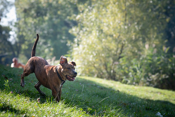 Dog having fun outdoor in park with running on green grass