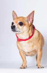 adult chihuahua dog looks up on a white background