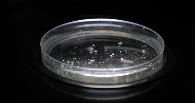 Water flea in water sample in a petri dish in a laboratory