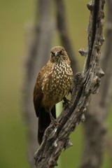 Arrow-marked Babbler (Turdoides jardineii) in Pilanesberg game reserv (natural park) sitting on branch and giving a look straight to camera with green and brown background.