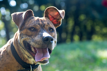 Happy red dog in collar portrait smiling outdoor closeup