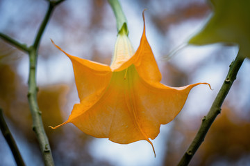 Close up of one yellow angels trumpet flower(Brugmansia) with a blurry bokeh background