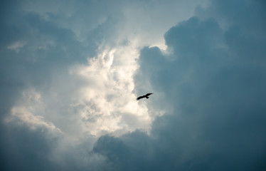 Flying eagle high at the clouds