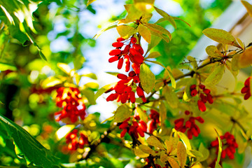 Ripe berries of barberry on the autumn branches of the bush.