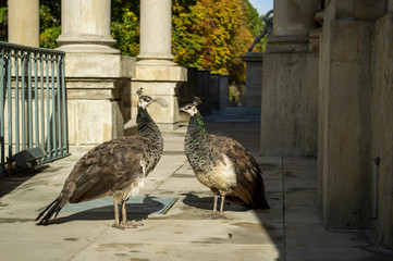 Pawie w parku, pawice, Łazienki Królewskie  © felicytka