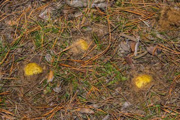 Mushrooms Horseman (Tricholoma equestre) grow in the sandy ground in pine forest, closeup. Selective focus, shallow depth of field.