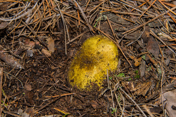 Big mushroom Horseman (Tricholoma equestre) growing in the sandy ground in pine forest, closeup. Selective focus, shallow depth of field.
