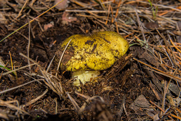 Young little mushroom Tricholoma equestre in pine forest closeup. Selective focus, shallow depth of field.