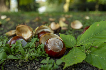 Kasztany na ziemi © felicytka