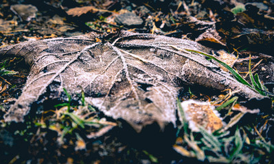 Frostige Herbstblatt mit Unschärfe