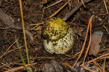 Mushroom Yellow Knight (Tricholoma equestre) with a thick leg closeup. Selective focus, shallow depth of field.