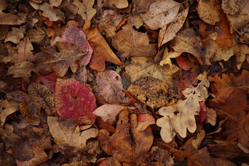 Brown dry maple leaves on a floor. Autumn forest, natural background.