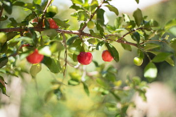 red cherries on the tree