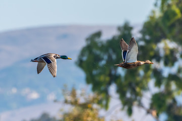 Male and Female Mallard ducks in flight