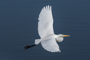 Great Egret flying above blue water
