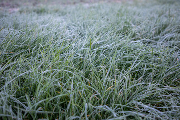 Hoarfrost on green grass in the morning in autumn time, Nature background