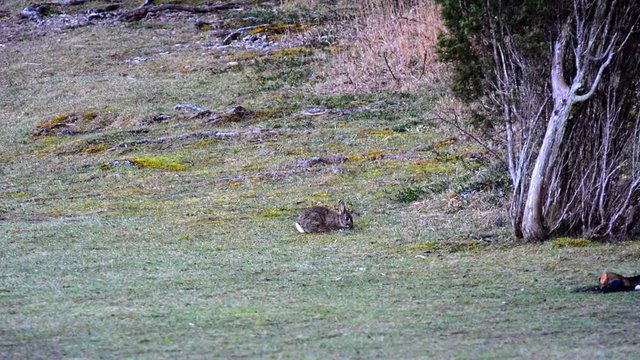 European rabbit Oryctolagus cuniculus eating grass on a field