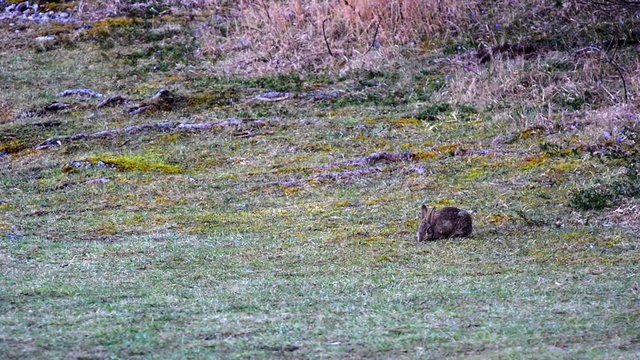 European rabbit Oryctolagus cuniculus eating grass on a field