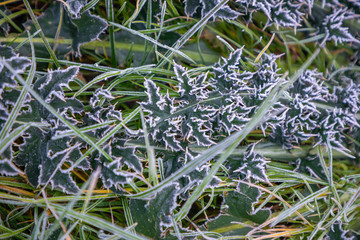 Hoarfrost on green grass in the morning in autumn time, Nature background
