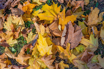 Colorful backround image of fallen autumn leaves perfect for seasonal use