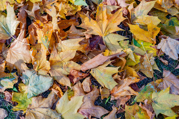 Colorful backround image of fallen autumn leaves perfect for seasonal use