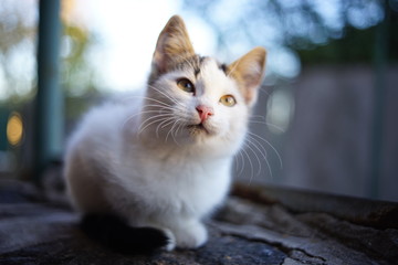 Naklejka na ściany i meble White spotted kitten sits on the doorstep of the house, a beautiful cat portrait.