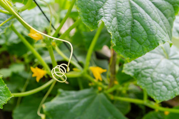 Cucumbers hang on a branch in the greenhouse and ripen