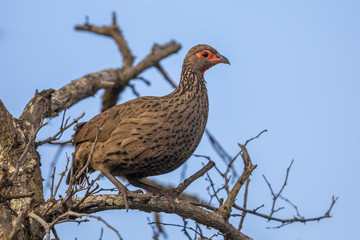 Swainsons Spurfowl in tree