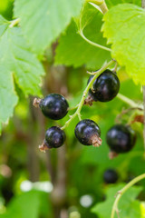 Blackcurrant berries hang on a Bush in summer