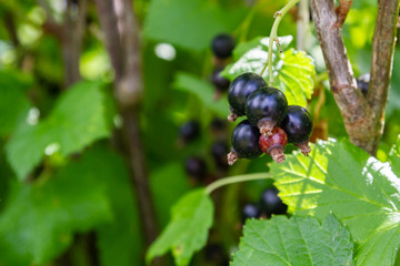 Blackcurrant berries hang on a Bush in summer